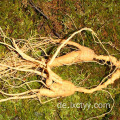 wilder Ginseng-Gesundheitstee